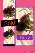 SOLD- Click On Picture For More Info- Deposit for Roxy