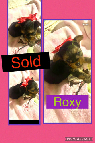 SOLD- Click On Picture For More Info- Deposit for Roxy