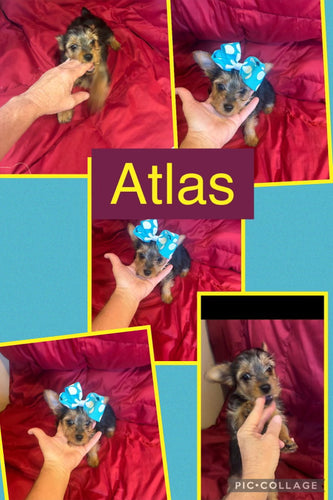 Click On Picture For More Info- Deposit for Atlas