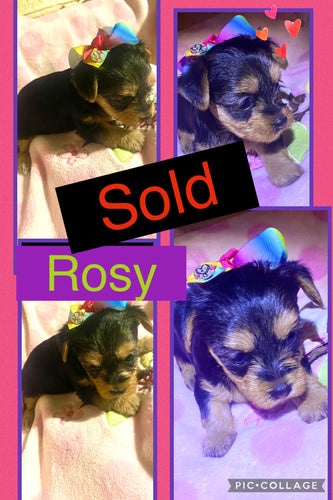 SOLD- Click On Picture For More Info- Deposit for Rosy