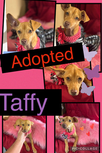 ADOPTED - Click On Picture For More Info- Deposit for Taffy