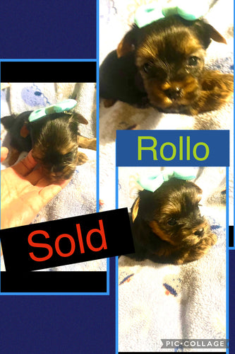 SOLD- Click On Picture For More Info- Deposit for Rollo