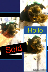 SOLD- Click On Picture For More Info- Deposit for Rollo