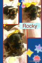 Click On Picture For More Info- Deposit for Rocky