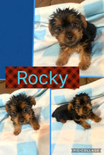 SOLD- Click On Picture For More Info- Deposit for Rocky