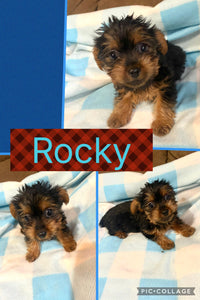 SOLD- Click On Picture For More Info- Deposit for Rocky