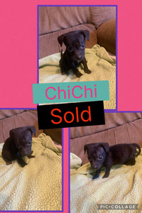 SOLD- Click On Picture For More Info- Deposit for ChiChi