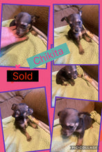 SOLD- Click On Picture For More Info- Deposit for Chikita