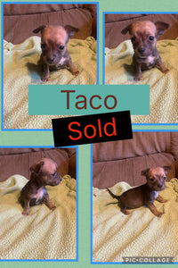 SOLD- Click On Picture For More Info- Deposit for Taco
