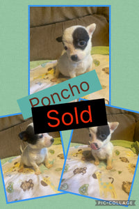 SOLD- Click On Picture For More Info- Deposit for Poncho
