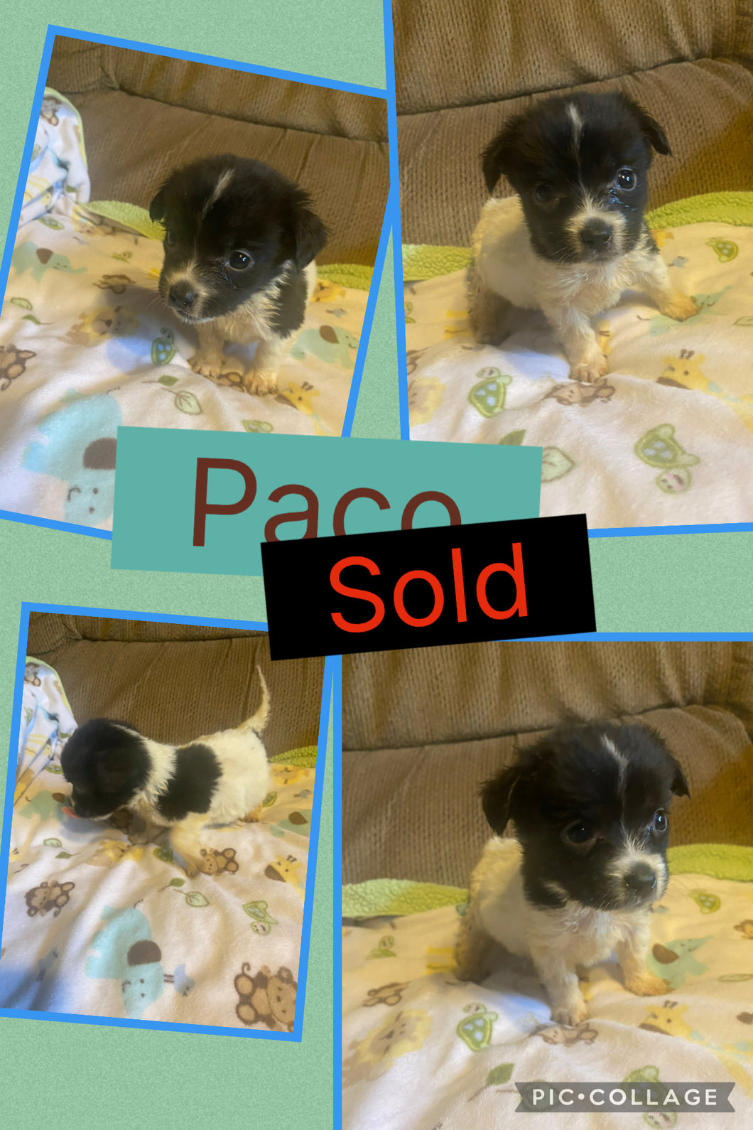 SOLD- Click On Picture For More Info- Deposit for Paco