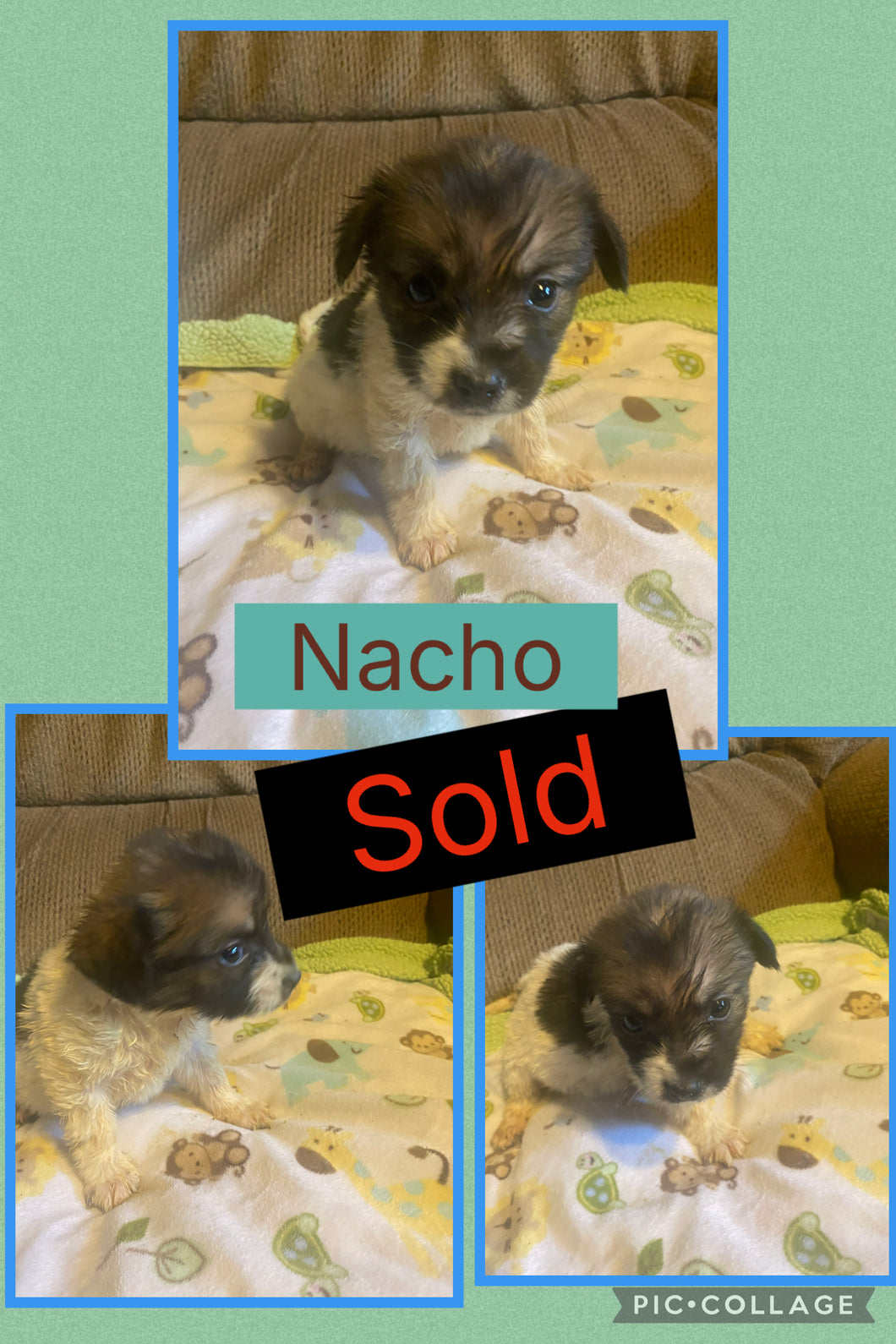 SOLD- Click On Picture For More Info- Deposit for Nacho