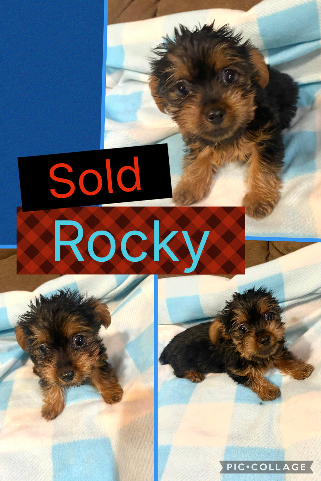 SOLD- Click On Picture For More Info- Deposit for Rocky