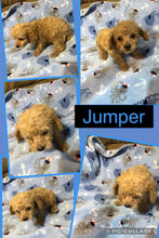 SOLD- Click On Picture For More Info- Deposit for Jumper