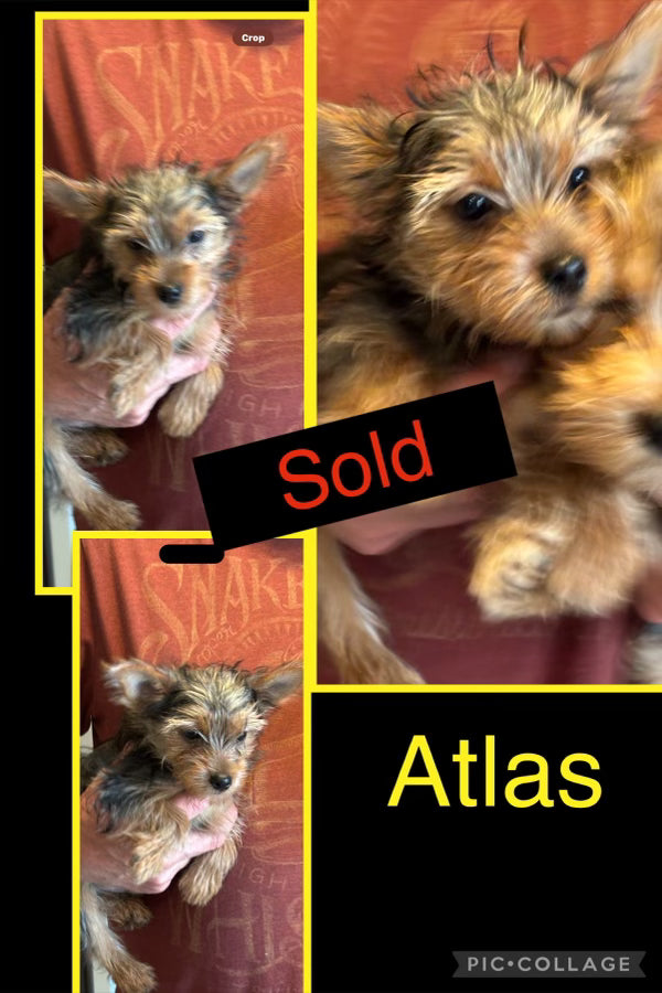 SOLD- Click On Picture For More Info- Deposit for Atlas
