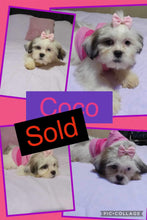 SOLD- Click On Picture For More Info- Deposit for Coco