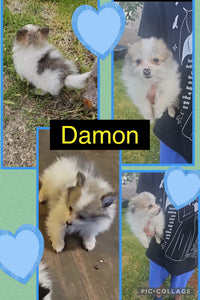 Click On Picture For More Info- Deposit for Damon