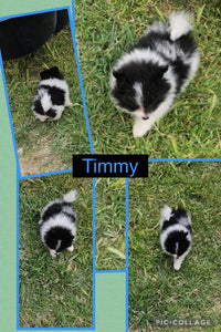 Click On Picture For More Info- Deposit for Timmy