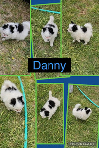 Click On Picture For More Info- Deposit for Danny
