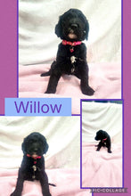 SOLD- Click On Picture For More Info- Deposit for Willow