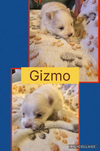 Click On Picture For More Info- Deposit for Gizmo