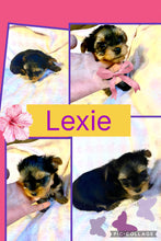 SOLD- Click On Picture For More Info- Deposit for Lexie