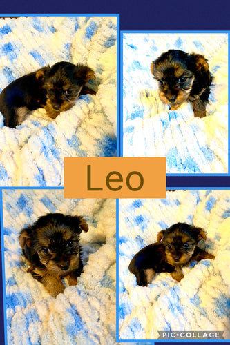Click On Picture For More Info- Deposit for Leo