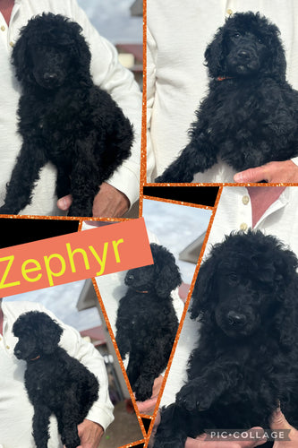 Click On Picture For More Info- Deposit for Zephyr