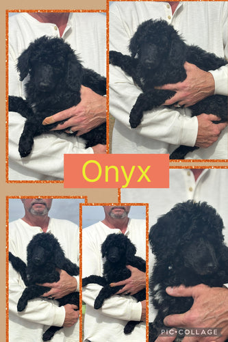 Click On Picture For More Info- Deposit for Onyx