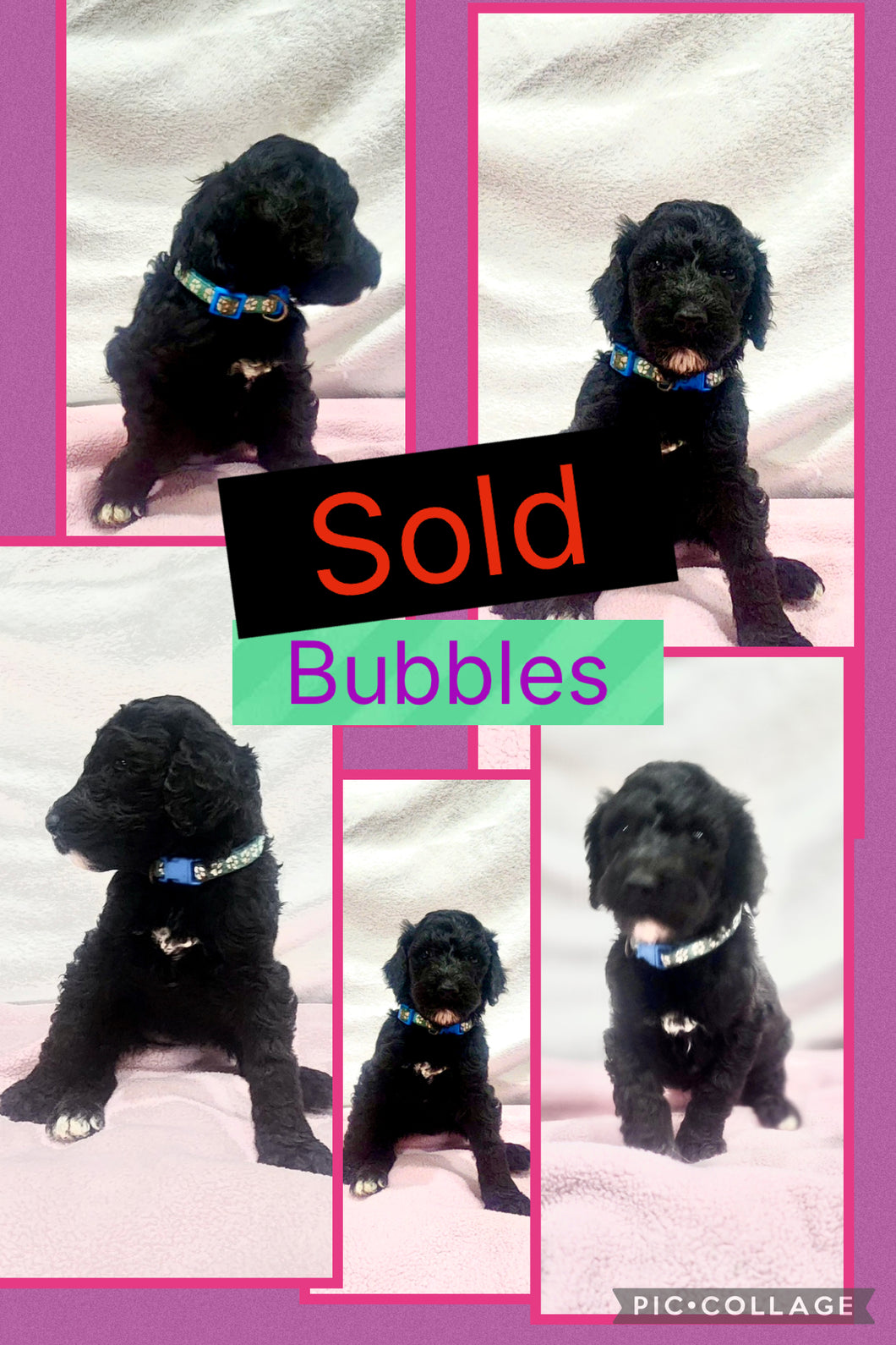 SOLD- Click On Picture For More Info- Deposit for Bubbles