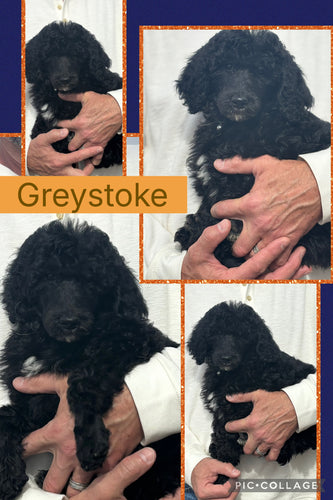 Click On Picture For More Info- Deposit for Greystoke