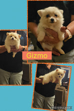 Click On Picture For More Info- Deposit for Gizmo