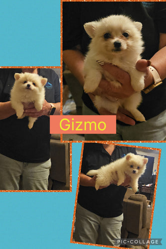 Click On Picture For More Info- Deposit for Gizmo