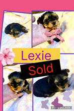 SOLD- Click On Picture For More Info- Deposit for Lexie