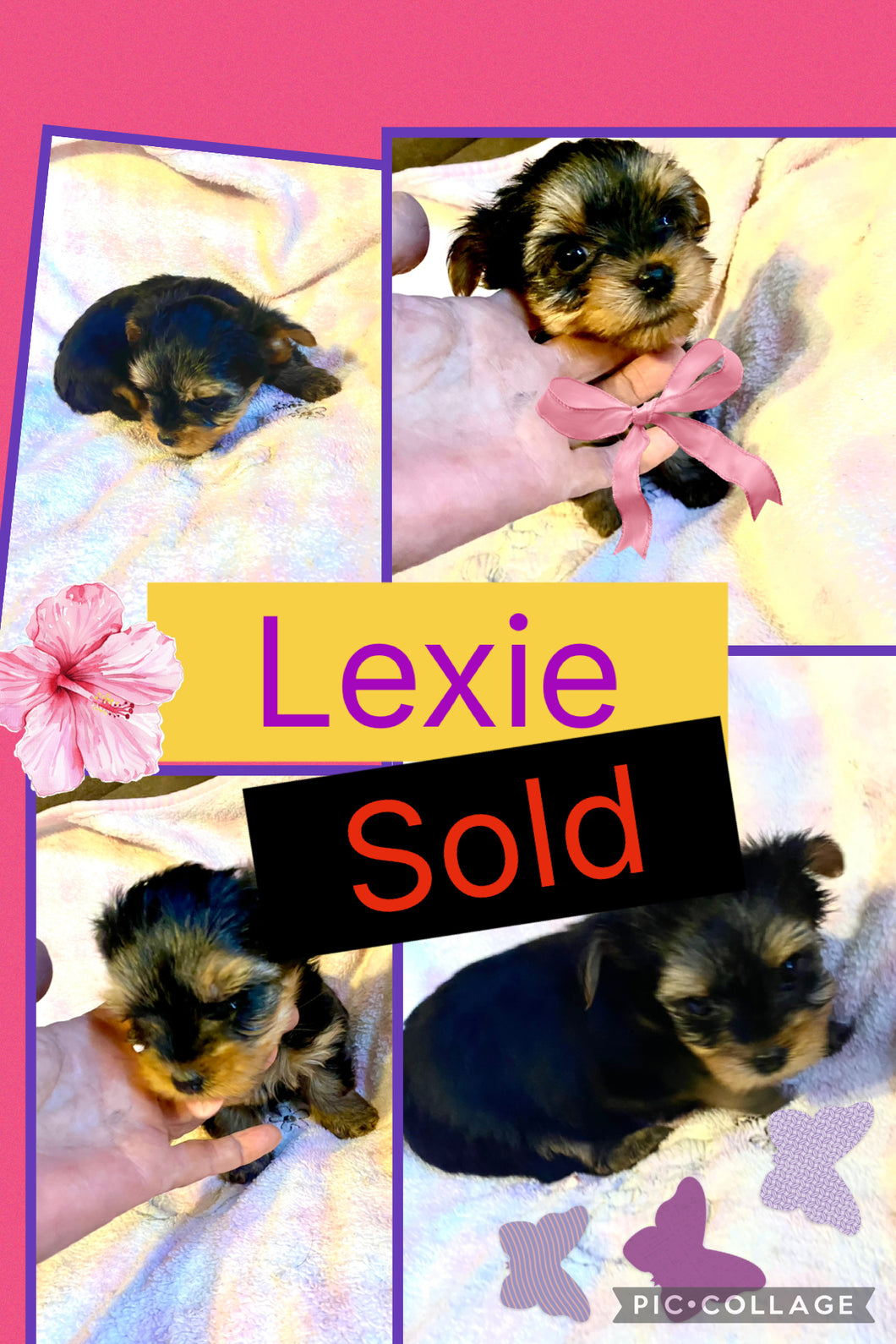 SOLD- Click On Picture For More Info- Deposit for Lexie