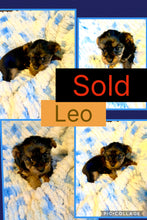 SOLD- Click On Picture For More Info- Deposit for Leo
