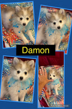 SOLD- BIG SALE- Click On Picture For More Info- Deposit for Damon