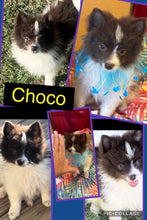 SOLD- BIG SALE- Click On Picture For More Info- Deposit for Choco