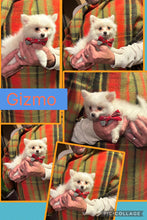 SOLD- Click On Picture For More Info- Deposit for Gizmo