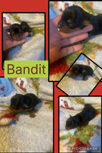 SOLD- Click On Picture For More Info- Deposit for Bandit