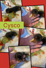 SOLD- Click On Picture For More Info- Deposit for Cysco