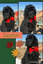 Click On Picture For More Info- Deposit for Zephyr