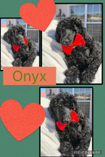 SOLD- Click On Picture For More Info- Deposit for Onyx