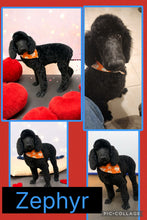 Click On Picture For More Info- Deposit for Zephyr