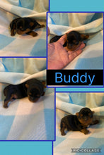 SOLD- Click On Picture For More Info- Deposit for Buddy