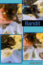 SOLD- Click On Picture For More Info- Deposit for Bandit