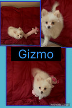 SOLD- Click On Picture For More Info- Deposit for Gizmo
