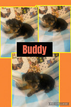 SOLD- Click On Picture For More Info- Deposit for Buddy