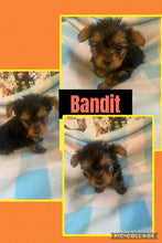 SOLD- Click On Picture For More Info- Deposit for Bandit