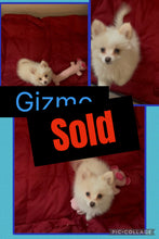 SOLD- Click On Picture For More Info- Deposit for Gizmo